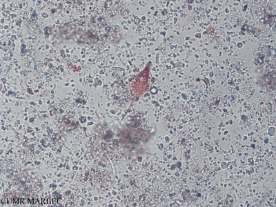 phyto/Pertuis Charentais/Tasdon_st2/PAMPAS 2019-2021/Phacus circumflexus (TASDON_St2_R1_221119006).tif(copy)_thumb.jpg